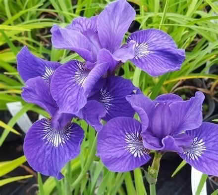 Photo of free Iris Sibirica Tropic Night (St Martins SY10) #1
