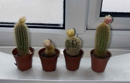 Photo of free 4x small cactus (Orpington) #1