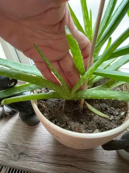 Photo of free Aloe vera cacti (Hampton Vale, Peterborough) #1