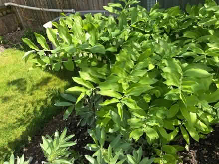 Photo of free Solomon’s Seal rhizomes (Wallands Park BN7) #1