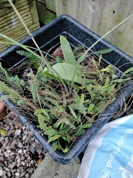 Photo of free Achìllea or yarrow (Southport PR9) #1