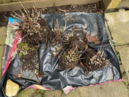 Photo of free Sedum plants: spectabile Autumn Joy (Frithsden HP4) #1