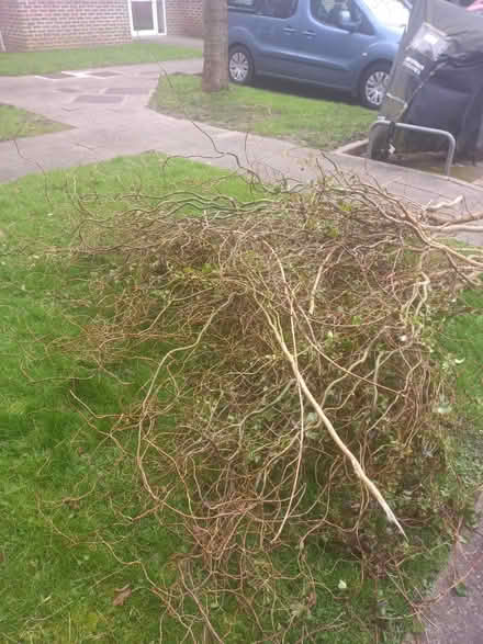 Photo of free Twisted Corkscrew Willow (Morden SM4) #1