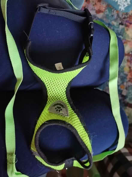 Photo of free Small cat harness, Old Woking (Woking, GU22) #1
