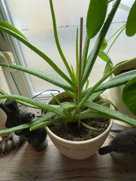 Photo of free Aloe vera cacti (Hampton Vale, Peterborough) #3