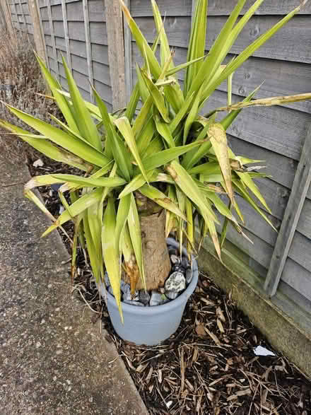 Photo of free Outdoor plant (Swinton M27) #1
