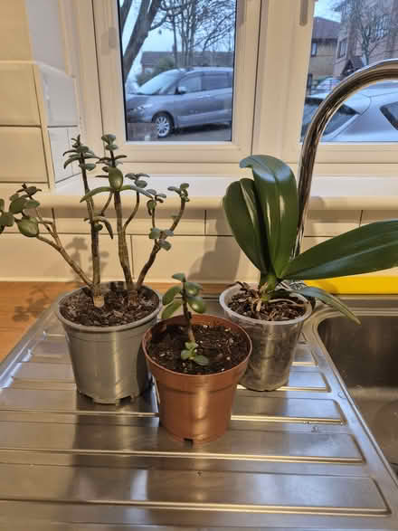 Photo of free Plants (Sydenham/Beckenham) #1