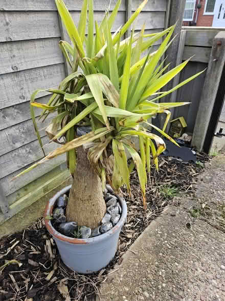 Photo of free Outdoor plant (Swinton M27) #2