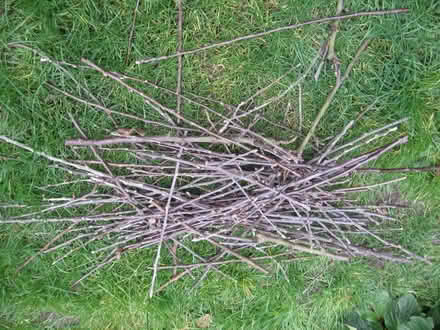 Photo of free Wood Pruning's - kindling from apple trees (Parson's Heath CO4) #2