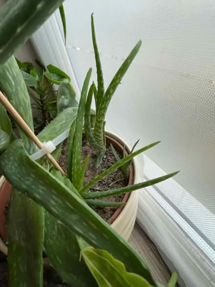 Photo of free Aloe vera cacti (Hampton Vale, Peterborough) #2