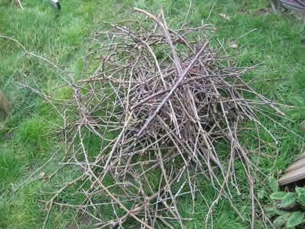 Photo of free Wood Pruning's - kindling from apple trees (Parson's Heath CO4) #3