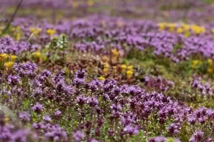 Photo of Creeping thyme (IP4) #1