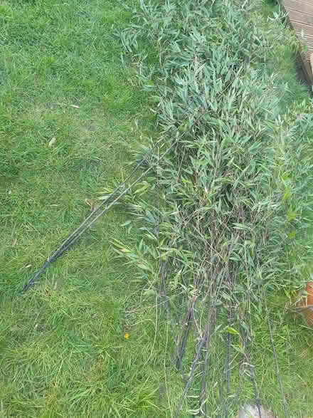 Photo of free Bamboo canes - need stripping (Parkstone, Poole, BH14) #1