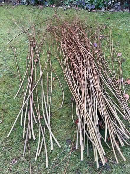 Photo of free Willow withies (Pannal HG2) #1