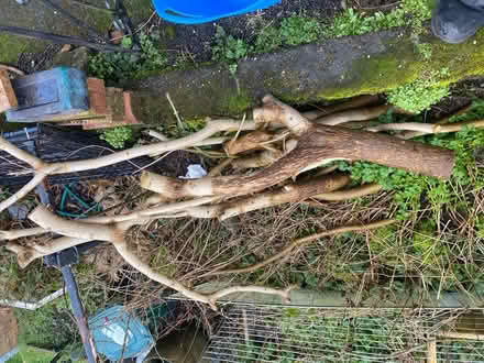 Photo of free Fire wood (Nottingham NG5) #1