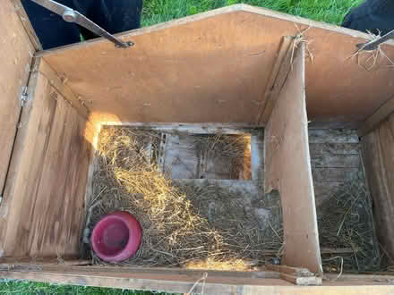 Photo of free Guinea pig hutch (Bath, Weston) #4
