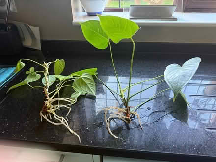 Photo of free Anthurium Plants (Knutsford) #1