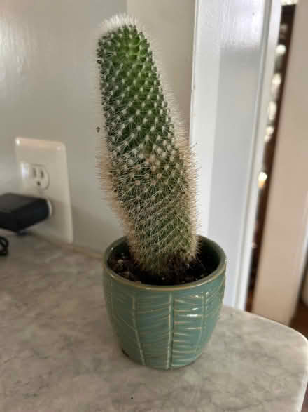 Photo of free Cactus plant (Arlington - Cherrydale) #1