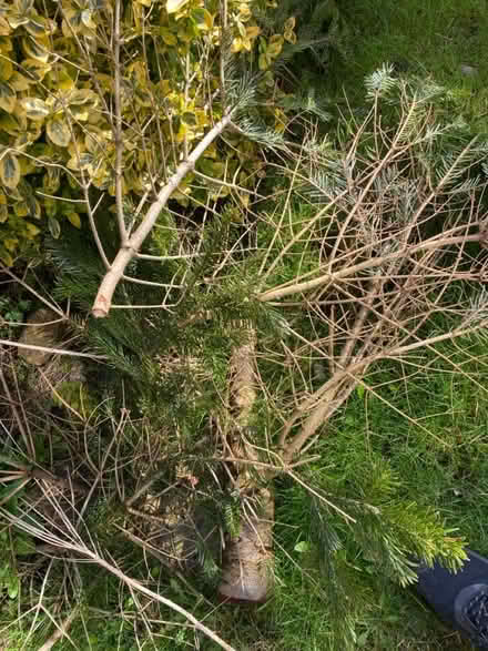 Photo of free Fire wood (Nottingham NG5) #2