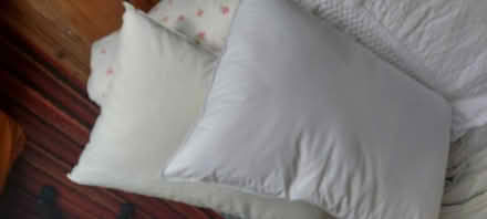 Photo of free Feather pillows (west malvern) #2