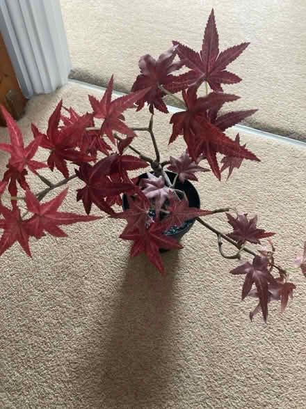 Photo of free Plastic Acer Plant (Purley) #1