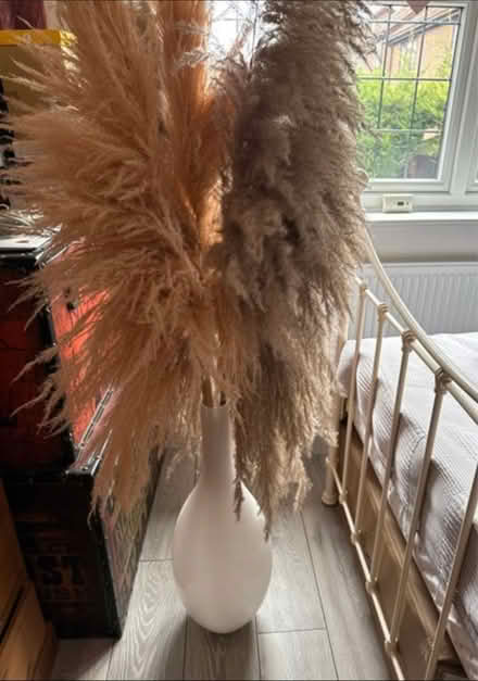 Photo of free Tall pampas grass (Billericay) #1