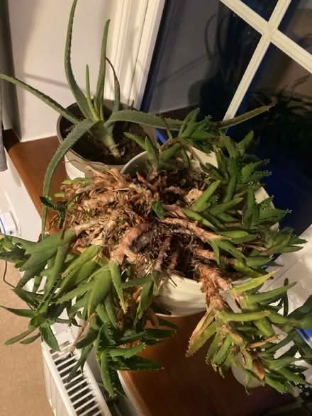 Photo of free 2x Houseplants (Purley) #1