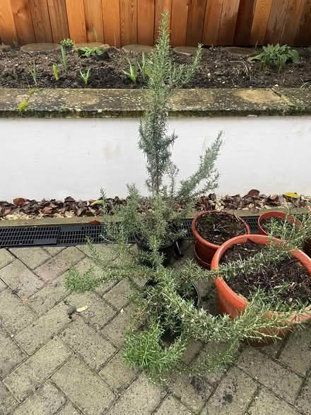 Photo of free Rosemary plant (Fleetville AL1) #1