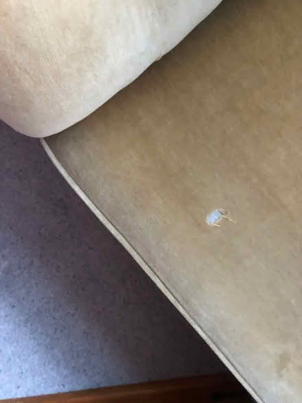 Photo of free Chaise lounge (Admaston telford) #3