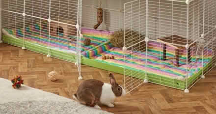 Photo of Rabbit things (Derby DE23) #1