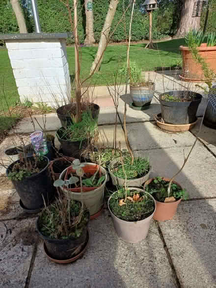 Photo of free Sapling trees (very small) (Willaston CH64) #1