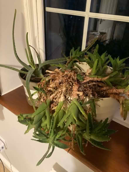 Photo of free 2x Houseplants (Purley) #2