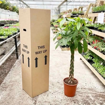 Photo of 1.5-2m tall house plant (SW8) #1