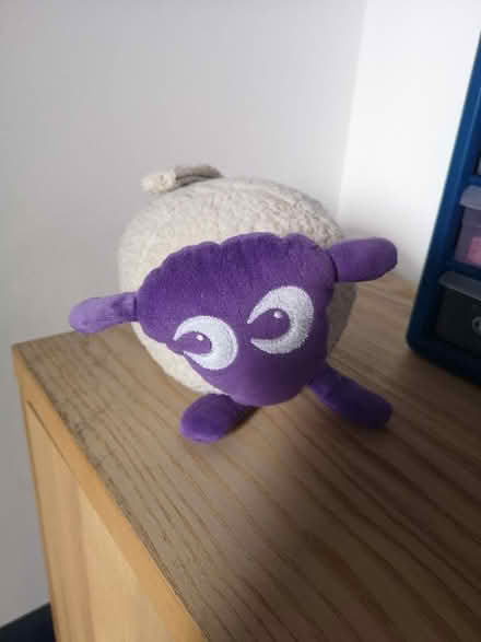 Photo of free Ewan the dream sheep (Bradford on Avon BA15) #1