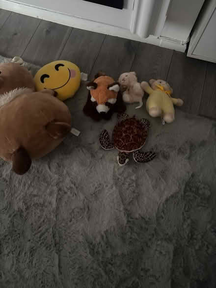 Photo of free Teddies (DA11) #3
