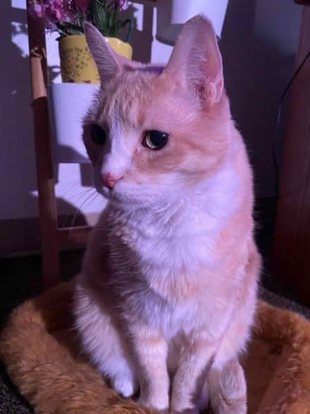 Photo of Cat tree (Capitol Hill) #1
