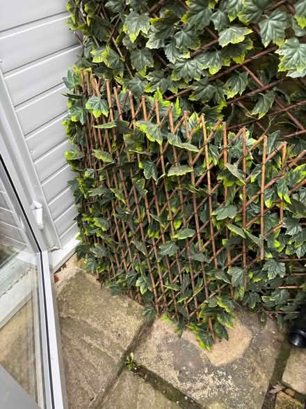 Photo of free Green trelis (SW15) #1