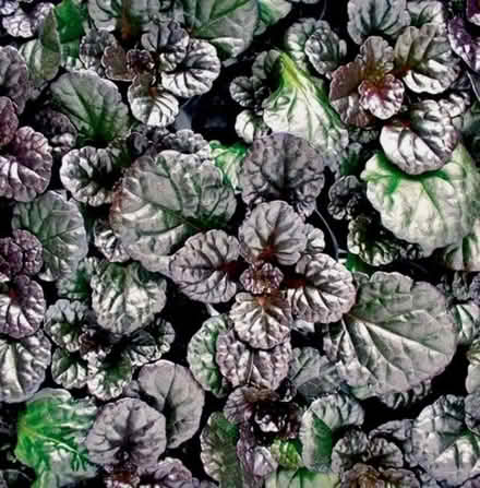 Photo of free Ajuga black scallop plant (Ifton Heath SY11) #1