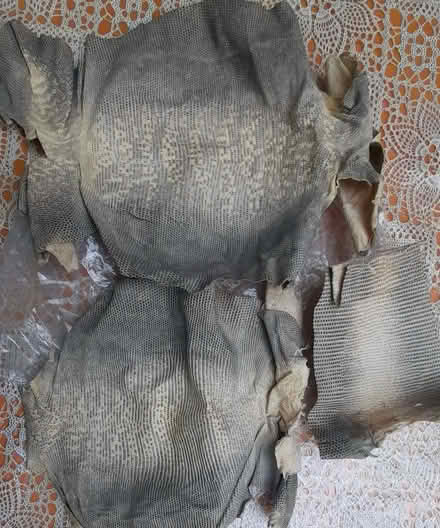 Photo of free Animal skin, antique, lizard? For crafting (Thorpe St Andrew NR7) #2