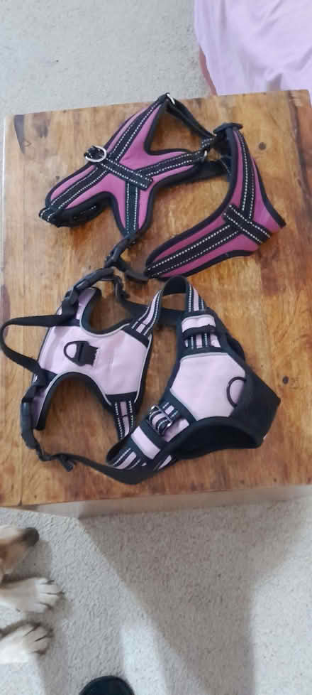 Photo of free Harnesses (Ramsey Forty Foot PE26) #1