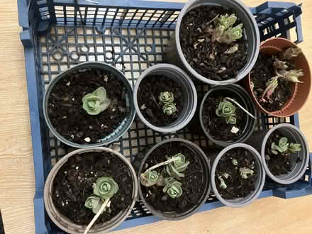 Photo of free Sedum spectabile plants (Micklefield HP13) #1