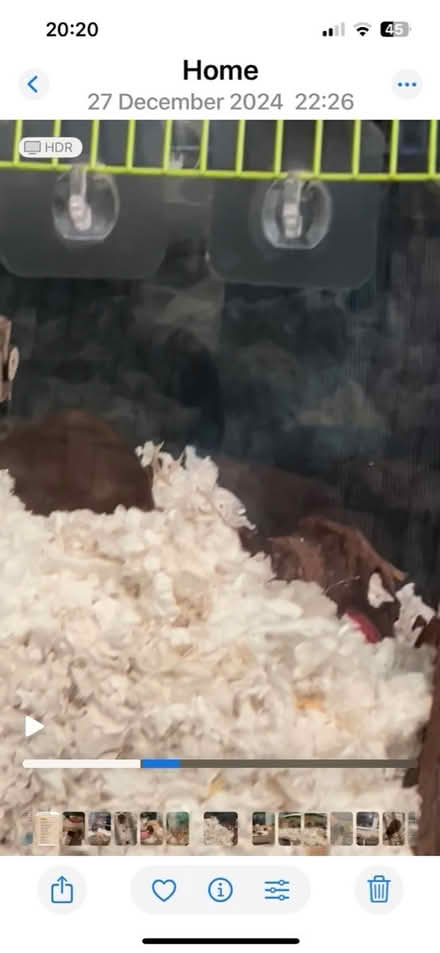 Photo of free large hamster / small pet home (WR14 Malvern) #4