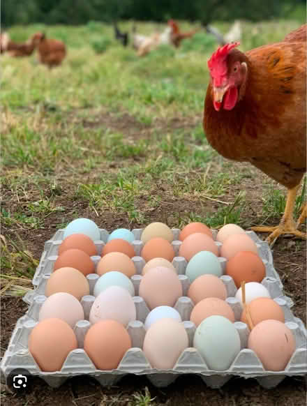 Photo of eggs (Milpitas) #1