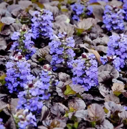 Photo of free Ajuga black scallop plant (Ifton Heath SY11) #2
