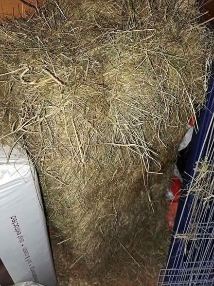 Photo of free Bale of hay (Burley LS4) #1