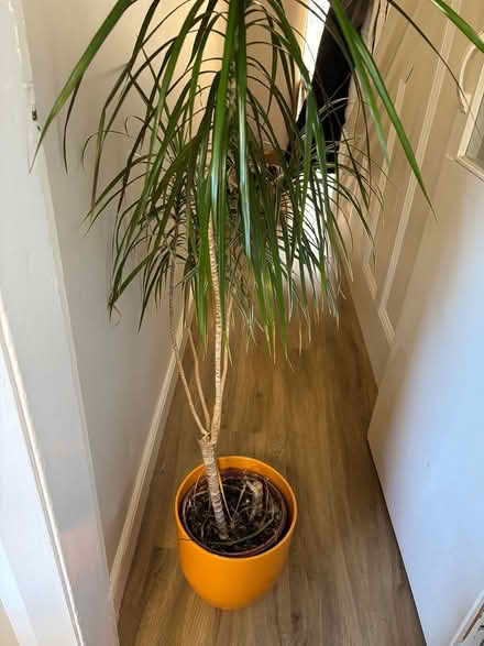 Photo of free Tall plants x2 (Crosby, Liverpool) #1