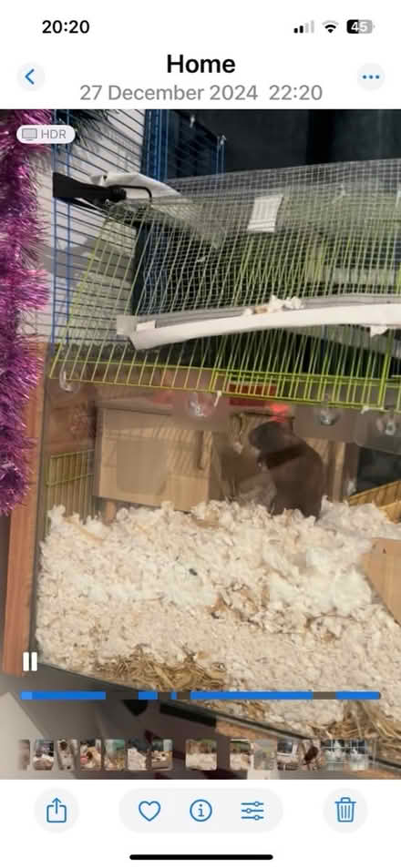 Photo of free large hamster / small pet home (WR14 Malvern) #1