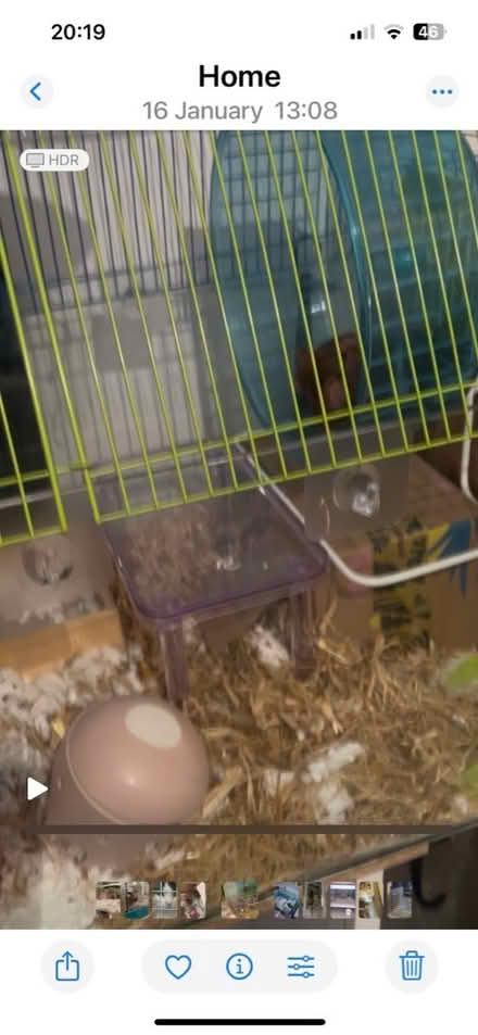 Photo of free large hamster / small pet home (WR14 Malvern) #2