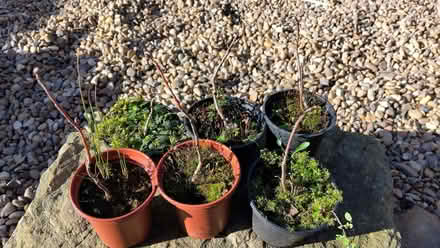 Photo of free Small rowan saplings (Linthwaite HD7) #1