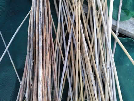 Photo of free Bamboo and willow canes (Penarth CF64) #2